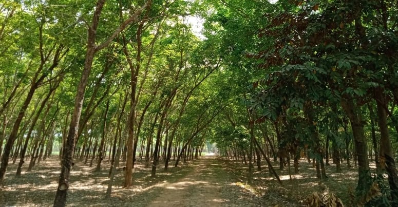 Rubber trees in Tay Ninh
